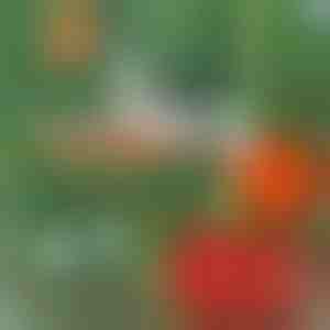 Profesionalus augalų segiklis | PLANTBRAND