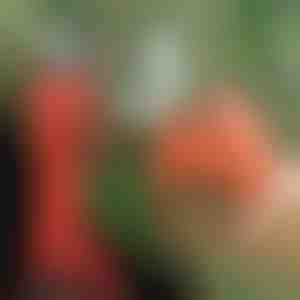 Akumuliatorinės žirklės | WHIZZPRUNER