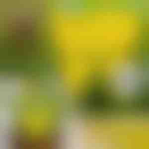 Lipnios musių gaudyklės (10 vnt.) | BUGILURE