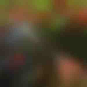 Medžių genėjimo žirklės | TREESNIP